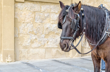 Horses in Cordoba, Spain