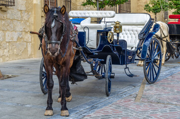 Horses in Cordoba, Spain