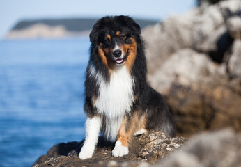 Australian shepherd tricolor near the sea