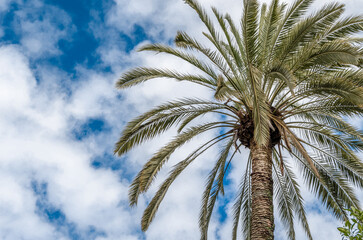 Fototapeta na wymiar Palm tree on sky background