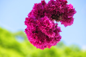Close up pink crape myrtle flower with isolated green and blue sky background. Selective focus. 