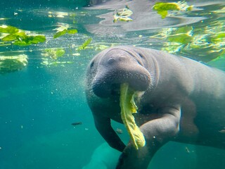 Manatee Enjoying a Piece of Lettuce