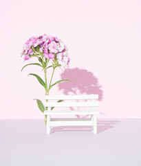 Minimal aesthetic concept of fresh ornamental flowers and white bench. Sweet William in full bloom. Pastel pink color background. Frontal view. Copy space.