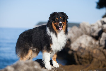 
Australian shepherd tricolor near the sea