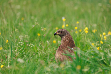 black kite