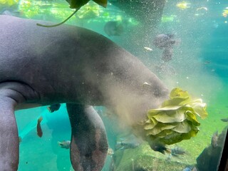 Naklejka premium Manatee Carrying a Head of Lettuce into the Depths