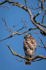 hawk on a branch