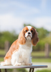 Cavalier King Charles in the garden