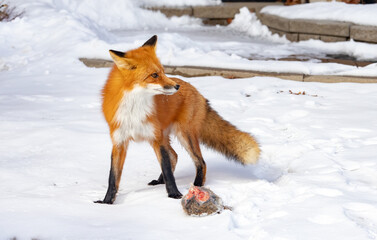 Obraz premium red fox in snow