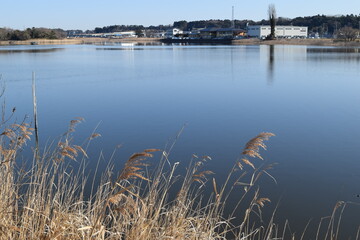 牛久沼（うしくぬま）／ 茨城県の牛久沼は小規模な漁業のほか、その水は主に農業用水として活用されています。また、週末などは多くの釣り人たちで賑わっています。沼に近い牛久市と同じ名前ですが、全域が龍ケ崎市の区域内です。