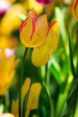 Tulips from Canada Tulip Festival, Best Tulips