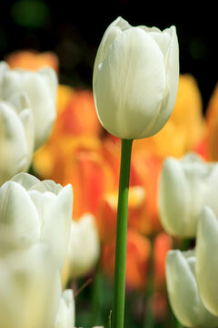 Tulips from Canada Tulip Festival, Best Tulips