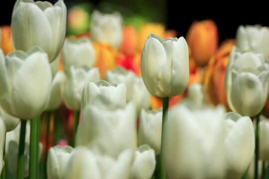 Tulips from Canada Tulip Festival, Best Tulips