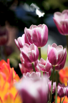 Tulips from Canada Tulip Festival, Best Tulips