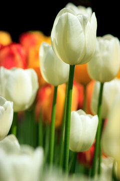 Tulips from Canada Tulip Festival, Best Tulips