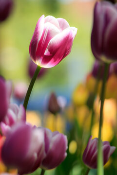 Tulips from Canada Tulip Festival, Best Tulips