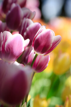 Tulips from Canada Tulip Festival, Best Tulips