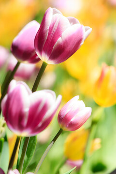Tulips from Canada Tulip Festival, Best Tulips