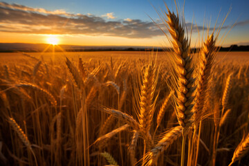 beautiful view of a golden wheat spike in a field, highlighted by the warm rays of the setting sun. Emphasizes the magnificence of nature and the simplicity of life. Generative AI Technology