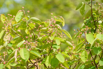 Lots of young June berries on the tree