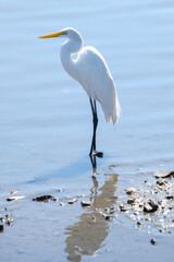 Close up white long leg heron bird standing on the water lake. Heron bird looking at its hunt at the water. 