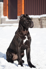 Cane Corso, black dog outdoors