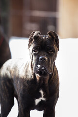 Cane Corso, black dog outdoors