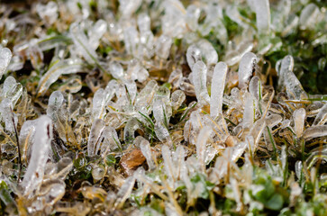 frozen grass closeup