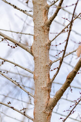 detail of a tree trunk