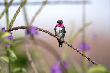 Male white-bellied woodstar (Chaetocercus mulsant) perched on a porterweed twig in Cotacachi, Ecuador