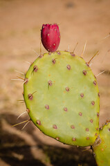 cactus flower with thorns closeup