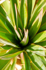aloe vera plant in garden