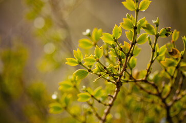 yellow leaves on a branch