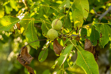 Close up of walnuts on tree branch