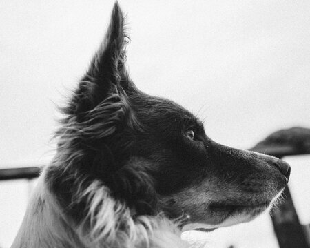 border collie dog