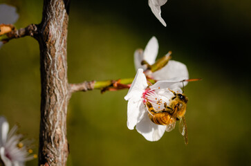 white cherry flower with a bee