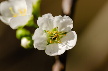 white cherry flower closeup