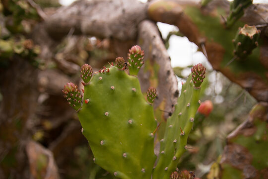 cacti