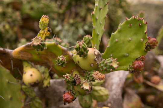 cacti