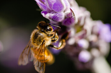 bee on a lavender flower