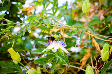 bumlebee on passion fruit flower