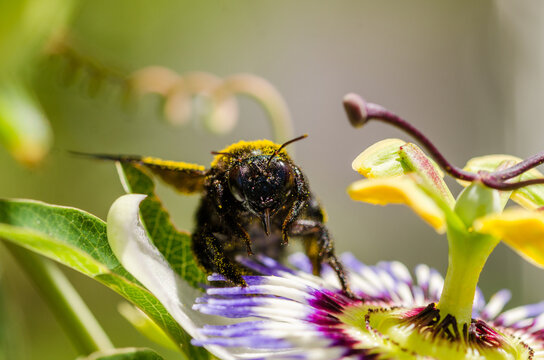 bumlebee on passion fruit flower