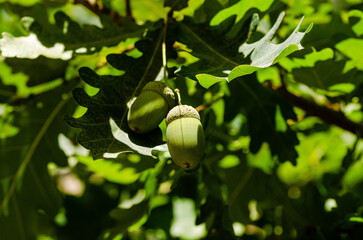 green oak acorns on the tree