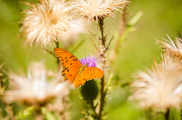 orange butterfly on a thistle flower