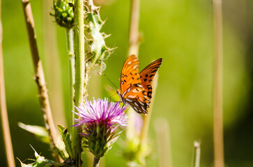 orange butterfly on a thistle flower