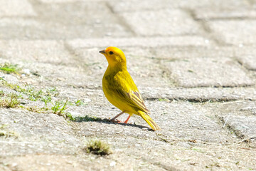 Close up small yellowish canary finch bird standing on the ground. Selective focus of yellow bird.