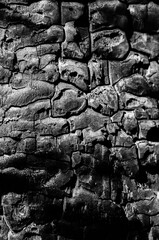 Burnt tree trunk texture