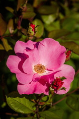 close up of a red and pink flower