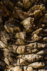 bark of a palm tree