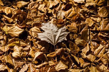autumn leaves on the ground